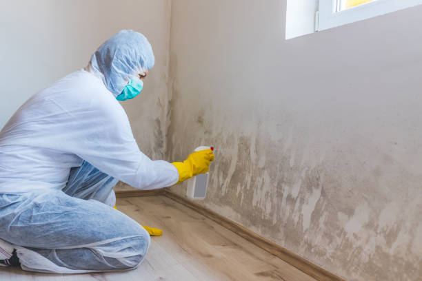 Mold Remediation specialist working in Newport